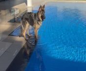 There was panic everywhere when an aquaphobic doggo somehow found himself in a swimming pool. &#60;br/&#62;&#60;br/&#62;&#92;