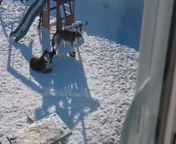 Just because you love to play with Huskies doesn&#39;t make you one, but the naughty Yorkie in this video wants to hear no part of it. &#60;br/&#62;&#60;br/&#62;This endearing footage kicks off with Alejandra Munoz making her Yorkie, Ozzy wear a jacket before he can go outside and play with his Husky bros in the snow. &#60;br/&#62;&#60;br/&#62;However, merely minutes later, the filmer sees that Ozzy has ditched the jacket, which prompts her to have a talk with him.&#60;br/&#62;&#60;br/&#62;&#92;